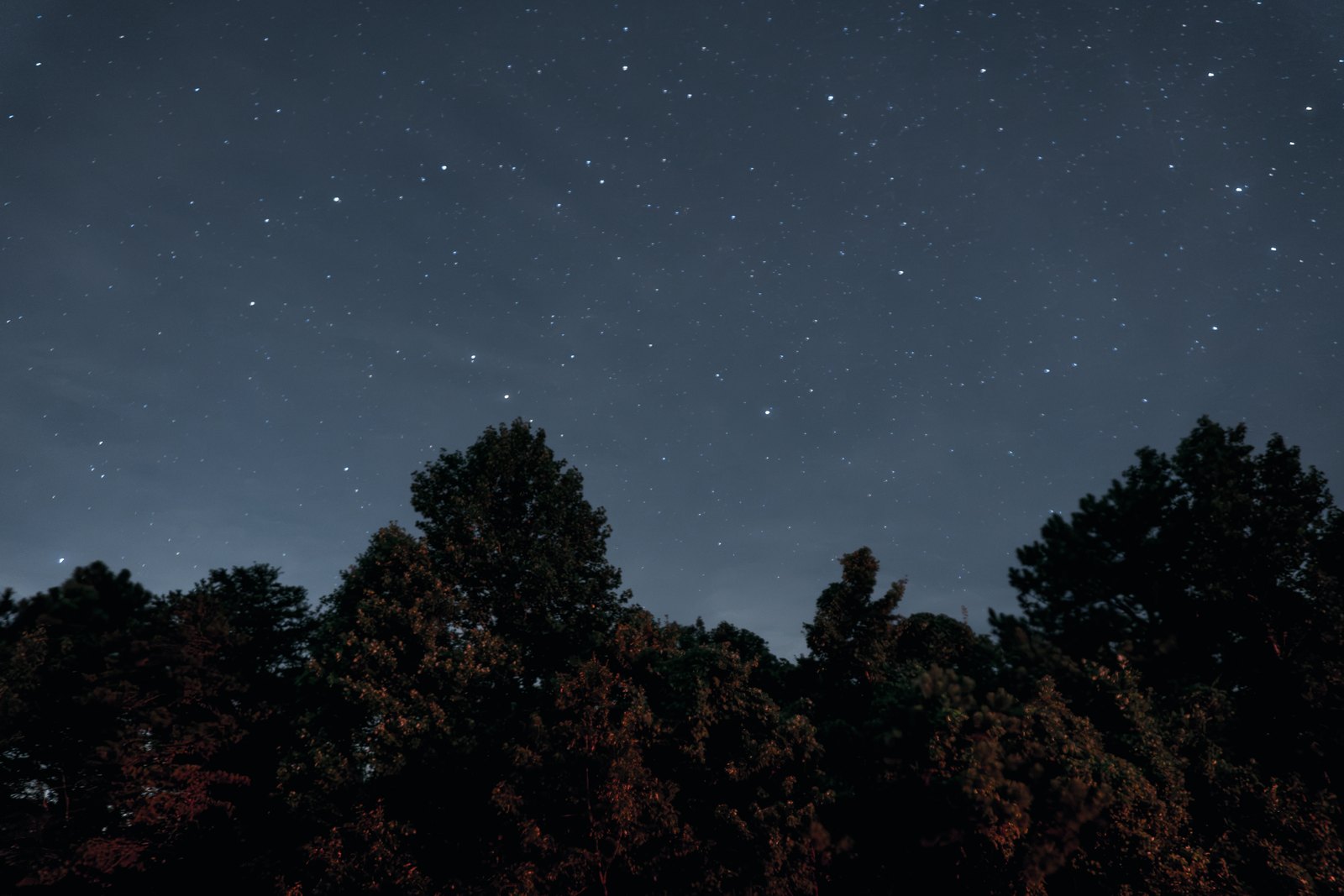 Stars above a treeline